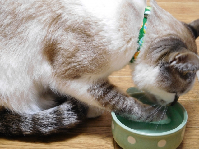 手で水を飲む猫